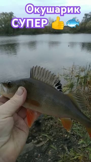 РЫБАЛКА на ПОПЛАВОЧНУЮ УДОЧКУ 🌀🎣 природа 🌲🌀🏞️ о? смотреть онлайн