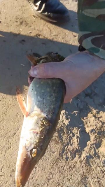 15 минут на вело от нашего дома апартаменты Родник в но? смотреть онлайн