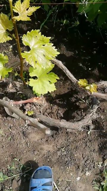 Виноград "Кодрянка" ожил после зимы #виноград #Кодрянк? смотреть онлайн