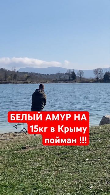 #пойманмонстр#белыйамур#трава#крым#рыбалка#трофей#тро смотреть онлайн
