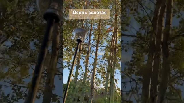 И осины шумят#осень2024 смотреть онлайн