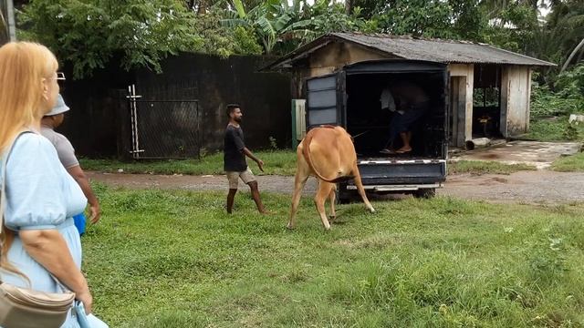 Грузить корову в грузовик не простая задача. TatiLanka на Ш смотреть онлайн