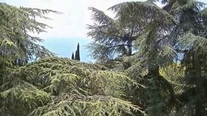 Санаторий Родина Крым