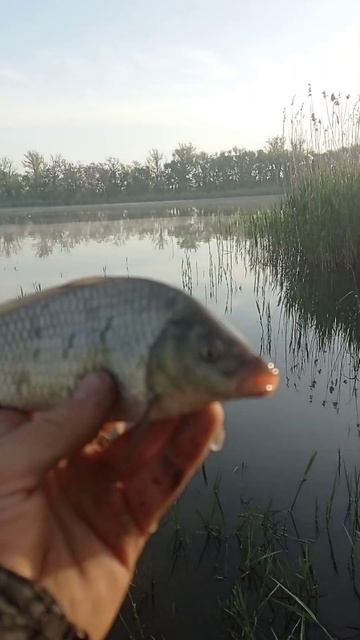 Рыбалка на сазана.Отпускайте мальков.Майские праздни? смотреть онлайн