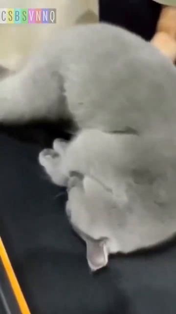 Тренировка на беговой дорожке @bob_csbsvnnq #юмор #новости #cs смотреть онлайн