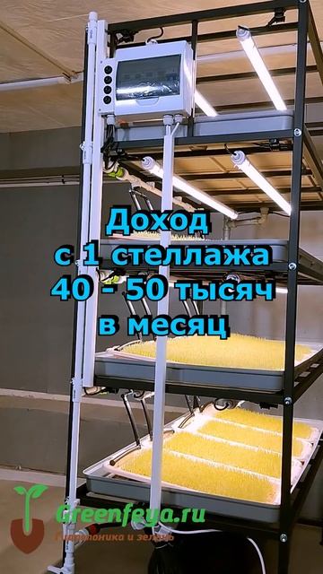 Выращивание пшеницы на гидропонике #гидропоннаяустан смотреть онлайн