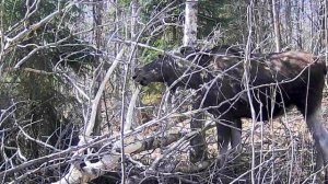 Фотоловушка засняла двух лосей у заваленной осины.