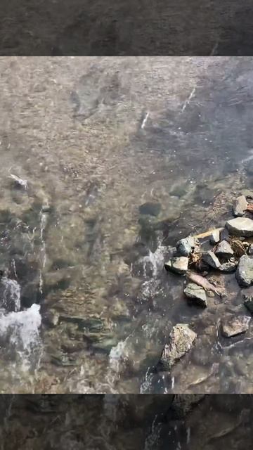 3.10.24 Сахалин речка кета нерест🤘🏾 калинино #sakhalin #shorts смотреть онлайн