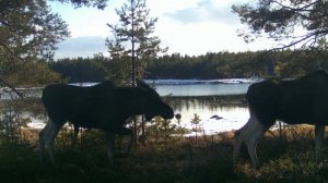 лоси молодые весной