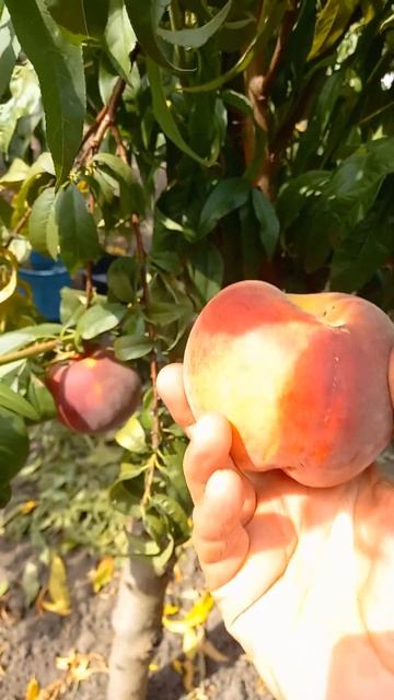 Поздний персик СВИТ ДРИМ сладкий, крупный, товарный! #sh смотреть онлайн