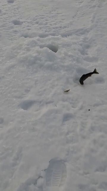 Краснопузый зимний голец смотреть онлайн