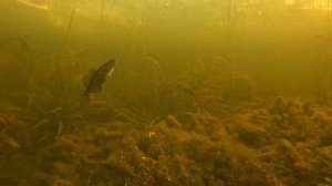 Охота на крупного Ротана