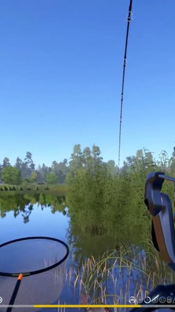 Почти синяк, трофейный черный амур #русскаярыбалка4 #fis смотреть онлайн