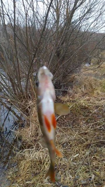 РЫБАЛКА на ПОПЛАВОЧНУЮ УДОЧКУ 🐟🎣 природа 🐟🌊 отдых смотреть онлайн