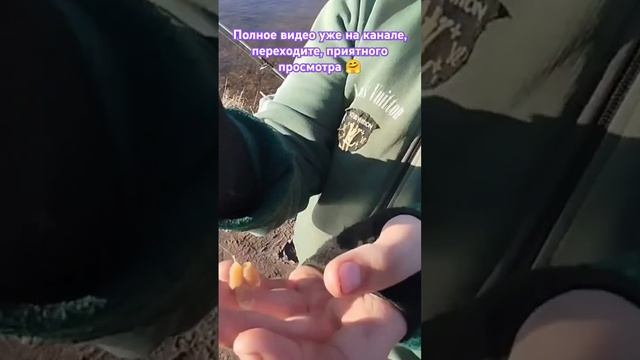 Ловлю сома на перловицу,рыбалка 2025,на фидер,открыла се смотреть онлайн