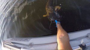 Сом на квок 33 кг.Волгоградское водохранилище. незабыв?