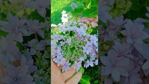 Floria крупнолистная гортензия. Обзор сорта от питомника