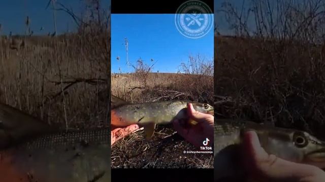 Ловля щуки на микро речке #охотаирыбалка#трофей#врек#р смотреть онлайн