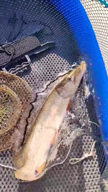 Бодрая щука на Обском водохранилище смотреть онлайн