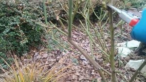 Обрезка розы Флорибунда