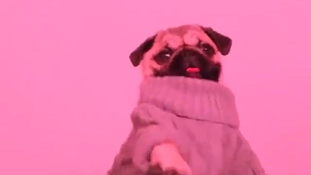 Собака хип-хоп стиль! смотреть онлайн