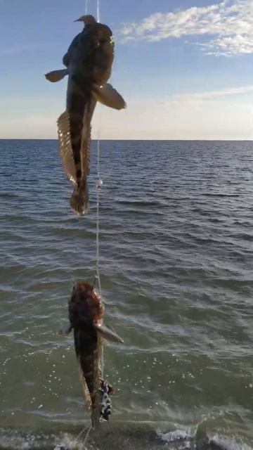 Рыбалка Черное море 24 октября 2023 года море успокоилос? смотреть онлайн