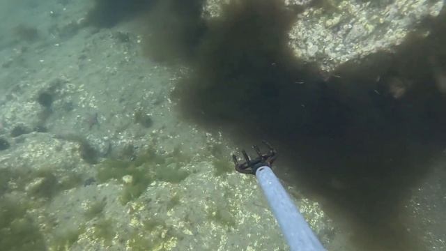 РЫБЫ МНОГО😳 времени Мало🤷♂️ Подводная охота на К? смотреть онлайн