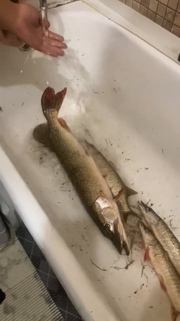 Уральская щука смотреть онлайн