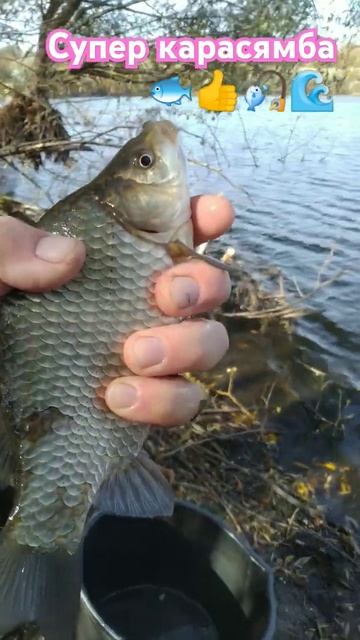 РЫБАЛКА на ПОПЛАВОЧНУЮ УДОЧКУ 🌀📽️ природа 🏡🌲 отд? смотреть онлайн