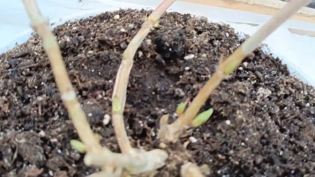 Крупнолистная Гортензия На продажу!