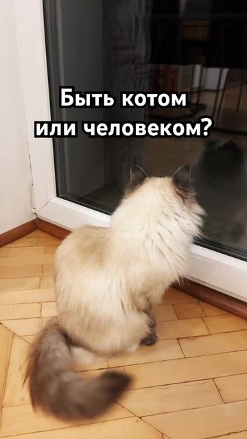 Быть котом или человеком. #кошки #карма #судьба #таро #г? смотреть онлайн