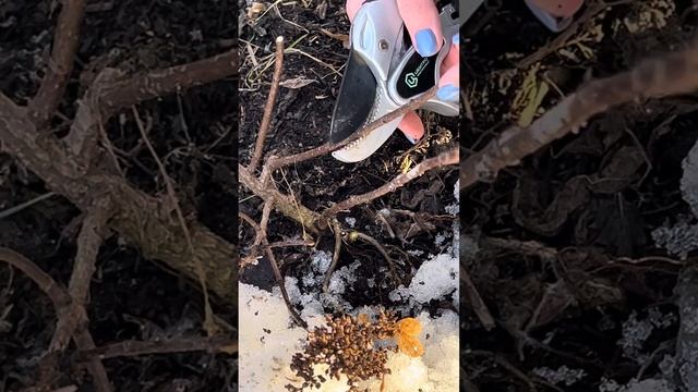 Обрезка запущенной гортензии. Как добиться хорошего ц смотреть онлайн