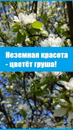 Цветёт груша - невероятная красотища, такое редко увидишь!