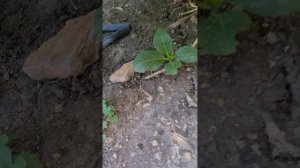 Размножение крупнолистной гортензии отводками. Мой у?