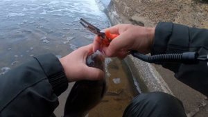 РЫБАЛКА МОСКВА РЕКА ЛЕЩИ на СПИННИНГ март 2025