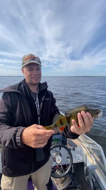 Скоро новое видео! Ладожский окунь на вертушки и други смотреть онлайн