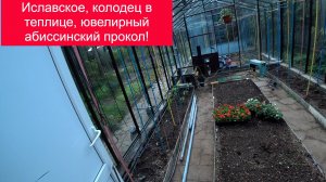 Иславское, колодец в теплице, ювелирный абиссинский прокол!