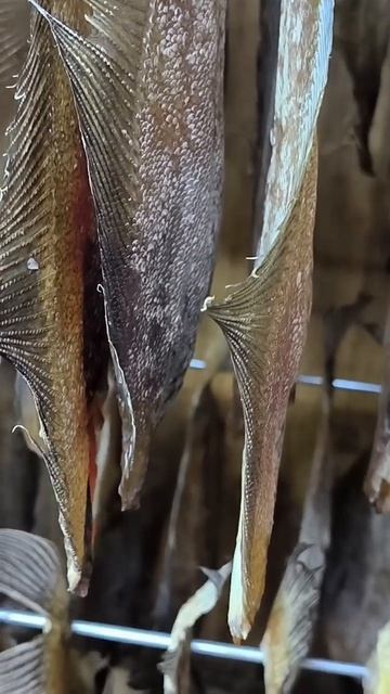 Камбала-ёрш - "золотая рыбка" из Мурманска. смотреть онлайн