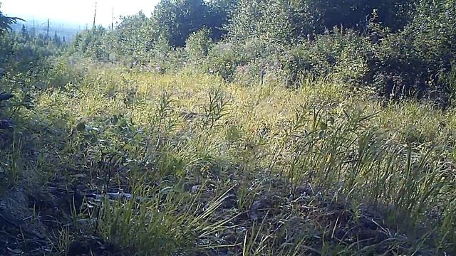 Медведь 04 07 16 смотреть онлайн