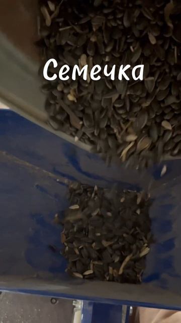 Готовим церносмесь для несушек пшеница, кукуруза, ячм? смотреть онлайн