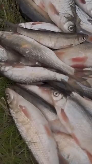 Рыбалка. Крайний Север. Ямал