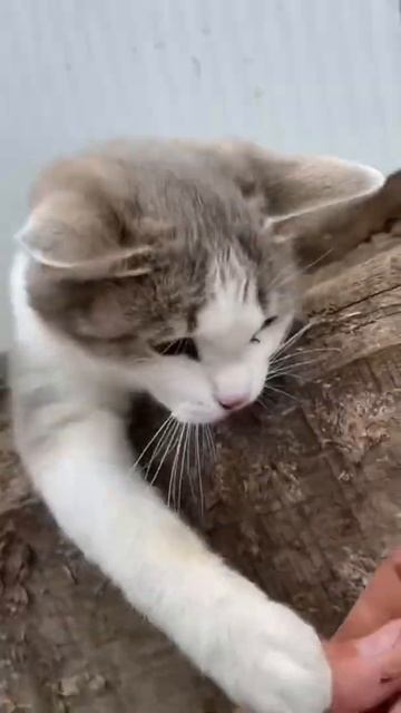 Есть такие,кто использовал гусиные перья как поплавок смотреть онлайн