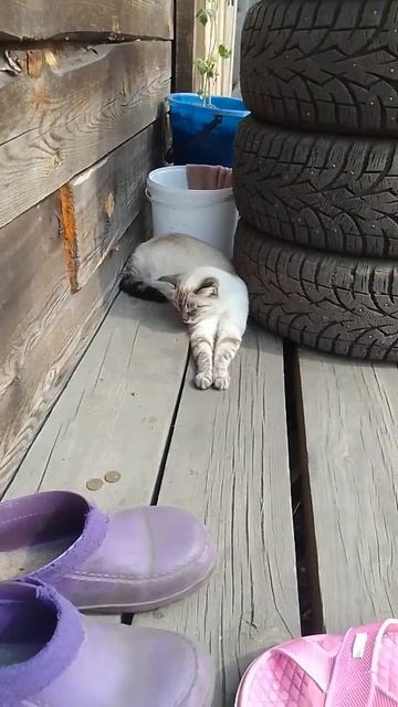 #Не могу найти хотя бы пары слов Юра Шатунов смотреть онлайн