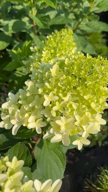 HYDRANGEA PANICULATA “SKYFALL”. НАЧАЛО ЦВЕТЕНИЯ! #hydrangea #гортензия # смотреть онлайн