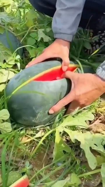 Китайцы выбирают и едят свежие фрукты в саду(странно п смотреть онлайн