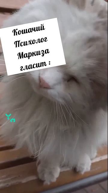 #котики #кошка #киса #домашниеживотные #кошки #пес #собакадругчеловека #собака #собаки #щенок #мимим