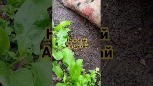 Накрываю землю защита от сорняков за тебя копают черв