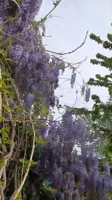 Глициния цветет, птички поют. 17 апреля 2024 г. смотреть онлайн