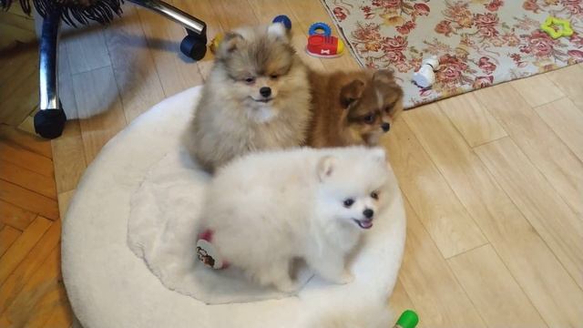 Щенки шпица