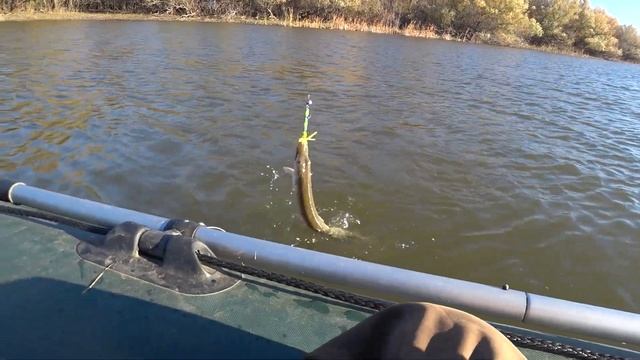 РЫБАЛКА В АСТРАХАНИ |2024| ОСЕННЯЯ РЫБАЛКА НА СУДАКА смотреть онлайн